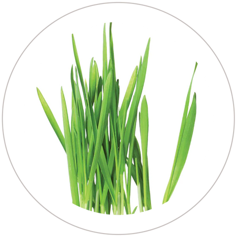 Wheat Grass