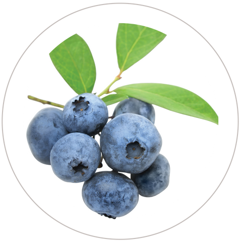 Bilberry