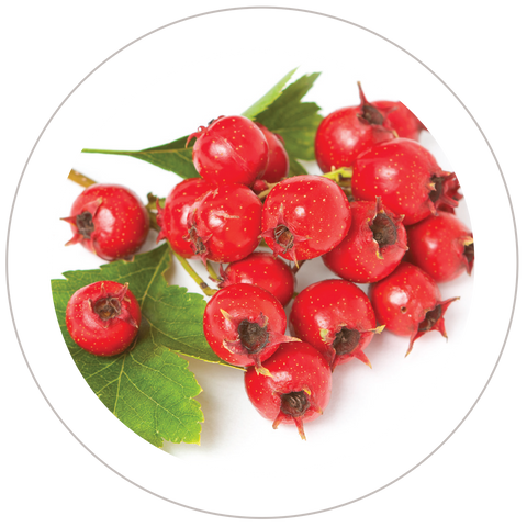 Hawthorn Berry