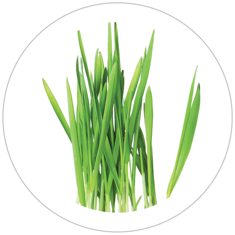 Barley Grass