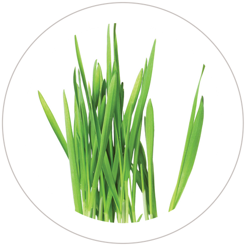 Wheat Grass