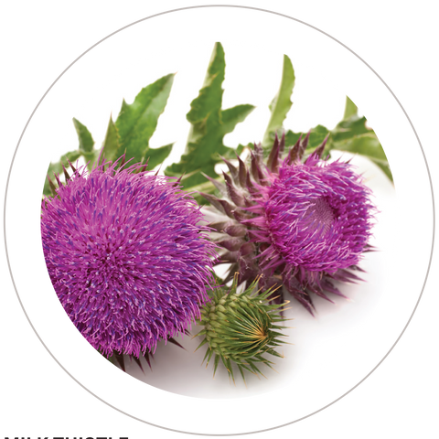 Milk Thistle