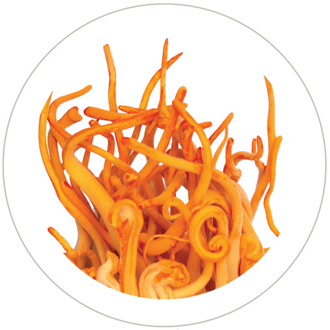 Cordyceps