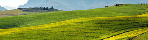 Only The Best Ingredients