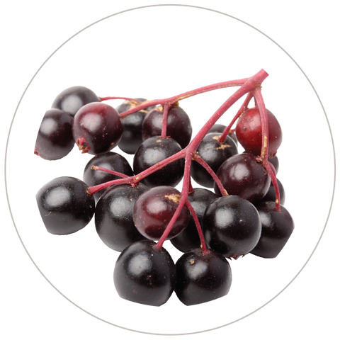 Elderberry