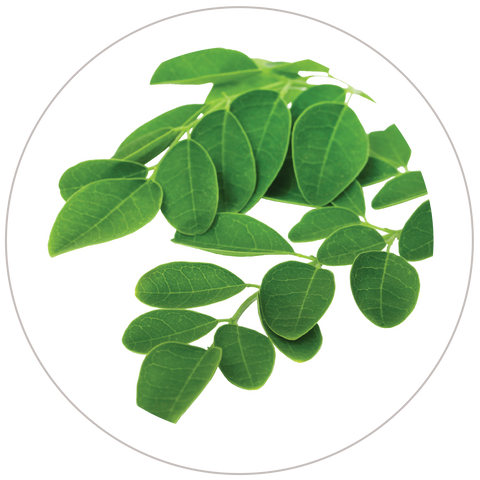 Moringa Leaf