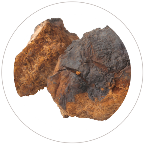 Chaga