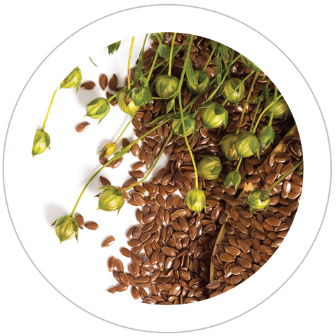 Flax seed